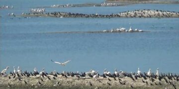 Ο υδροβιότοπος της Λίμνης Πολυφύτου, πριν το ταξίδι των πουλιών “προς νότον” (βίντεο)