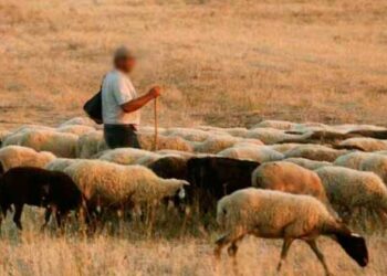 Γρεβενά: Στο νοσοκομείο τσοπάνος από επίθεση σκύλου