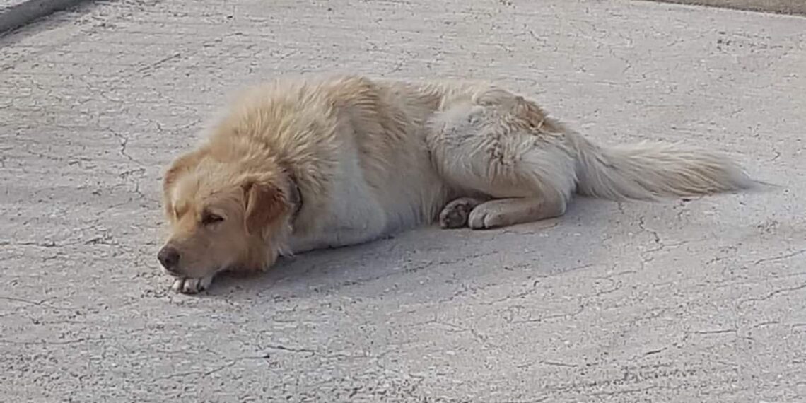 Ασυνείδητοι πυροβόλησαν σκύλο στην Αναρράχη Εορδαίας – Βρέθηκε σε πλαστική σακούλα στο γήπεδο του χωριού!