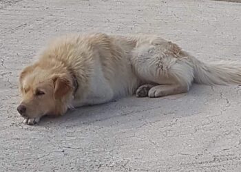 Ασυνείδητοι πυροβόλησαν σκύλο στην Αναρράχη Εορδαίας – Βρέθηκε σε πλαστική σακούλα στο γήπεδο του χωριού!