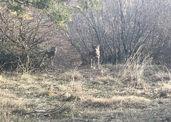 Πτολεμαΐδα: Μοναχικός Λύκος κοντά στην πόλη