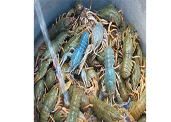 Απαγόρευση αλιείας της καραβίδας στα εσωτερικά ύδατα της ΠΕ Κοζάνης