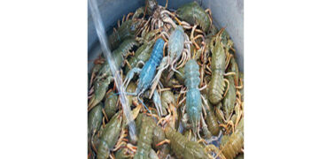 Απαγόρευση αλιείας της καραβίδας στα εσωτερικά ύδατα της ΠΕ Κοζάνης