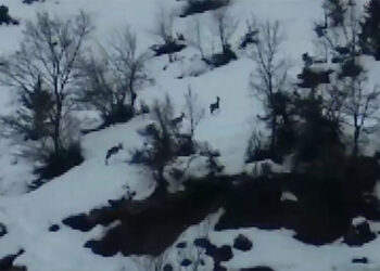 Έψαχναν για βλάβη και …έβγαλαν ζαρκάδια! Δείτε βίντεο!