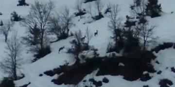 Έψαχναν για βλάβη και …έβγαλαν ζαρκάδια! Δείτε βίντεο!