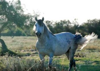Εμφάνιση αγρίων αλόγων στο δρόμο προς Ερμακιά – Απαιτείται προσοχή από τους οδηγούς