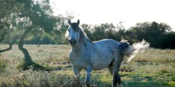 Εμφάνιση αγρίων αλόγων στο δρόμο προς Ερμακιά – Απαιτείται προσοχή από τους οδηγούς