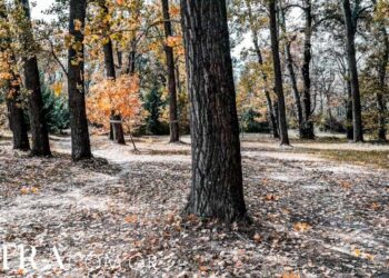 Συνεχίζεται η αποψίλωση της Εορδαίας – Χάθηκε ΚΑΙ το Δασονομείο