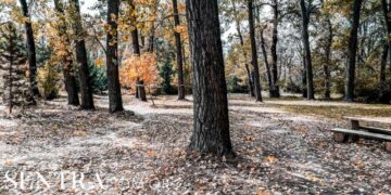 Συνεχίζεται η αποψίλωση της Εορδαίας – Χάθηκε ΚΑΙ το Δασονομείο