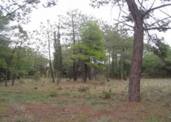 Επανακάμπτει το Δασονομείο στην Πτολεμαΐδα, σε χώρο που παραχωρεί ο Δήμος Εορδαίας   