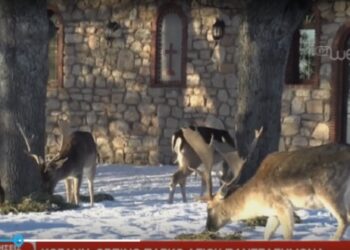 Παραμυθένιες εικόνες από το πάρκο του Αγίου Παντελεήμονα στην Κοζάνη με τα ελαφάκια στα χιόνια- Δείτε το ρεπορτάζ της ΕΡΤ