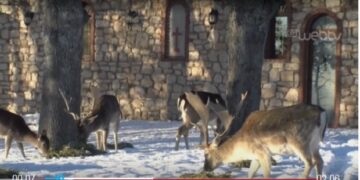 Παραμυθένιες εικόνες από το πάρκο του Αγίου Παντελεήμονα στην Κοζάνη με τα ελαφάκια στα χιόνια- Δείτε το ρεπορτάζ της ΕΡΤ