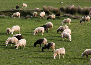 Παράταση προθεσμίας ενστάσεων βοσκοτόπων 2018