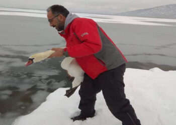 Καστοριά: Εθελοντές σώζουν πουλιά που εγκλωβίζονται στην παγωμένη λίμνη [εικόνες]