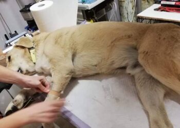 Φλώρινα: Πάλευε να επιβιώσει στους -23 βαθμούς και το τάισαν φόλα