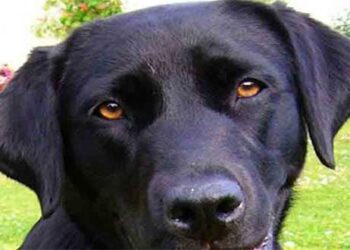 Σύλλογος Γονέων και Κηδεμόνων Βελβεντού: Ανοιχτή επιστολή – καταγγελία για τα αδέσποτα