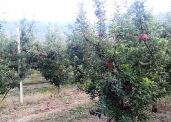 «Υπάρχουν πραγματικοί αγρότες και θα τους στηρίξουμε»- Τι είπε ο Γ.Γ. του Υπουργείου Αγροτικής Ανάπτυξης για τους παραγωγούς στους Πύργους- Επαναδιαπραγμάτευση για τις μειονεκτικές περιοχές Βοΐου και Γρεβενών