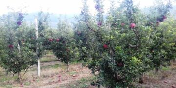 «Υπάρχουν πραγματικοί αγρότες και θα τους στηρίξουμε»- Τι είπε ο Γ.Γ. του Υπουργείου Αγροτικής Ανάπτυξης για τους παραγωγούς στους Πύργους- Επαναδιαπραγμάτευση για τις μειονεκτικές περιοχές Βοΐου και Γρεβενών