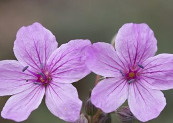 Σινιάτσικο Κοζάνης: Το σκοτεινό βουνό με τα αγριολούλουδα