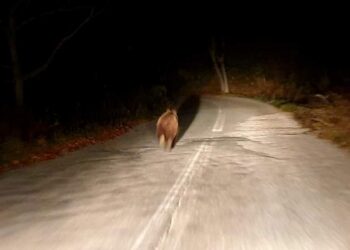 Αρκούδα “κόβει βόλτες” λίγο έξω από το χωριό Μέγαρο Γρεβενών