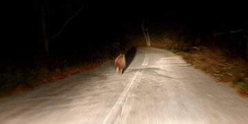 Αρκούδα “κόβει βόλτες” λίγο έξω από το χωριό Μέγαρο Γρεβενών