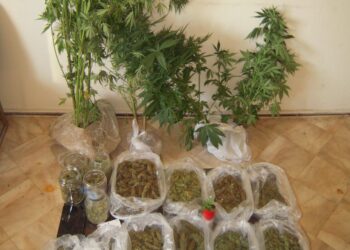 Σύλληψη 47χρονου σε περιοχή των Γρεβενών, για καλλιέργεια δενδρυλλίων κάνναβης και κατοχή ναρκωτικών ουσιών