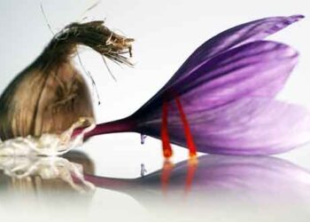 Οδοιπορικό της Σούλας Παλέντζα στα Κροκοχώραφα της Κοζάνης!