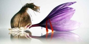 Οδοιπορικό της Σούλας Παλέντζα στα Κροκοχώραφα της Κοζάνης!