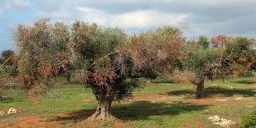 Ενημέρωση για τον Οργανισμό καραντίνας Xylella fastidiosa από την Π.Ε. Κοζάνης
