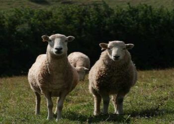 Διαβούλευση για την ανάδειξη του κρέατος των αρνιών προέλευσης Αμυνταίου, σε προϊόν ΠΓΕ