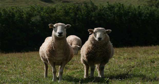 Διαβούλευση για την ανάδειξη του κρέατος των αρνιών προέλευσης Αμυνταίου, σε προϊόν ΠΓΕ