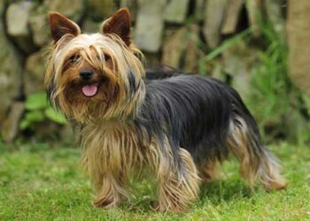 Σιδερά Κοζάνης: Σκυλάκι ράτσας Yorkshire terrier εθεάθη στο δάσος – Δείτε πληροφορίες