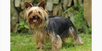 Σιδερά Κοζάνης: Σκυλάκι ράτσας Yorkshire terrier εθεάθη στο δάσος – Δείτε πληροφορίες
