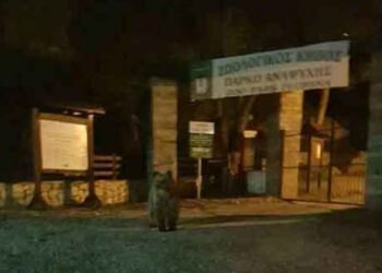 Λήψη διαχειριστικών μέτρων για την αντιμετώπιση της εμφάνισης αρκούδας στο Ζωολογικό Κήπο της Φλώρινας