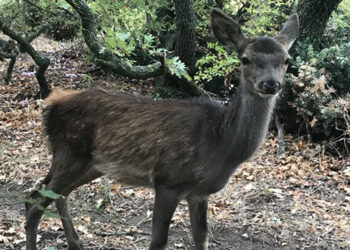 To νεαρό ελάφι που περιθάλπει ο ΑΡΚΤΟΥΡΟΣ  έχει ενταχθεί για πρώτη φορά στο πρόγραμμα επανένταξης