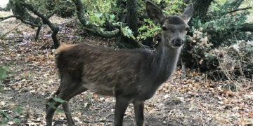To νεαρό ελάφι που περιθάλπει ο ΑΡΚΤΟΥΡΟΣ  έχει ενταχθεί για πρώτη φορά στο πρόγραμμα επανένταξης