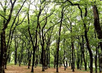 Εργατικό Κέντρο Φλώρινας: Συνάντηση στο Υπουργείο Περιβάλλοντος και Ενέργειας για τη Δασοπροστασία