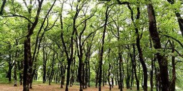 Εργατικό Κέντρο Φλώρινας: Συνάντηση στο Υπουργείο Περιβάλλοντος και Ενέργειας για τη Δασοπροστασία