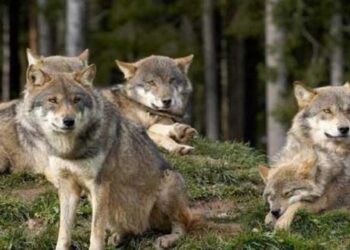 Η Αποκεντρωμένη Διοίκηση για την εμφάνιση λύκων σε κατοικημένες περιοχές της Κοζάνης – Τι μέτρα θα ληφθούν