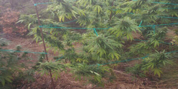 Συνελήφθη 35χρονος σε δασική περιοχή της Κοζάνης γιατί καλλιεργούσε δενδρύλλια κάνναβης