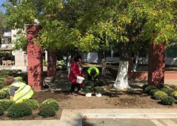 Χρυσάνθεμα στην κεντρική πλατεία Πτολεμαΐδας