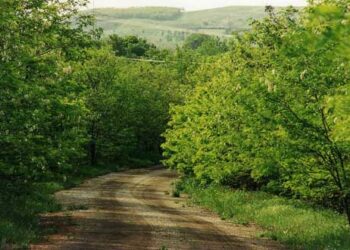 Α.Σ.Γρεβενών: Κατάθεση Αιτήσεων πληρωμής Δασικών έτους 2019