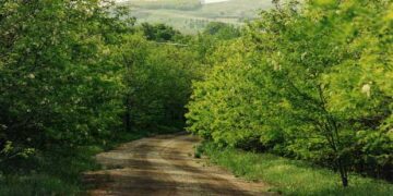 Α.Σ.Γρεβενών: Κατάθεση Αιτήσεων πληρωμής Δασικών έτους 2019
