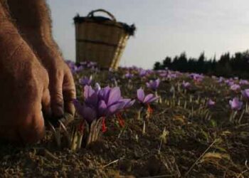 Σε εξέλιξη η φετινή συγκομιδή του κρόκου Κοζάνης – Αναμένεται να πέσουν οι υπογραφές για τη συμφωνία με την Κίνα