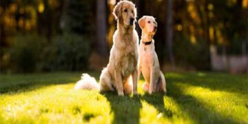 Πρωτότυπα αξεσουάρ για σκύλους