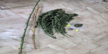 Σύλληψη 64χρονου σε περιοχή των Γρεβενών, για καλλιέργεια δενδρυλλίων κάνναβης