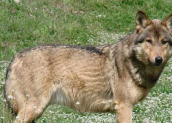 Κοζάνη: «Νύχτα των Λύκων» στην Καλαμιά – Κλειδώθηκαν σε καφενείο οι κάτοικοι (Ρεπορτάζ του ΕΘΝΟΥΣ)