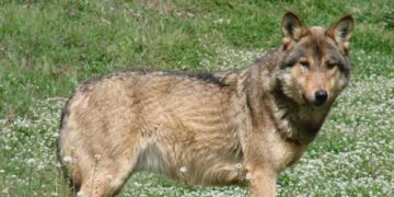 Κοζάνη: «Νύχτα των Λύκων» στην Καλαμιά – Κλειδώθηκαν σε καφενείο οι κάτοικοι (Ρεπορτάζ του ΕΘΝΟΥΣ)