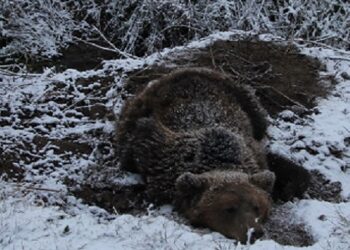 Η επίσημη ανακοίνωση της Αποκεντρωμένης για τον εντοπισμό παγιδευμένης αρκούδας στις Πρέσπες Φλώρινας