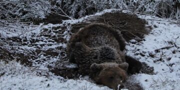 Η επίσημη ανακοίνωση της Αποκεντρωμένης για τον εντοπισμό παγιδευμένης αρκούδας στις Πρέσπες Φλώρινας
